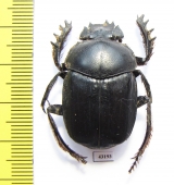 Scarabaeus irakensis?  Iran, Khuzestan prov. - INSECTS-STORE.RU