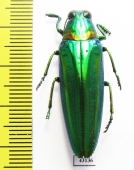 Chrysochroa rajah thailandica  Thailand - INSECTS-STORE.RU