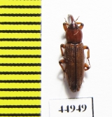 Curculionidae sp.  Zambia - INSECTS-STORE.RU