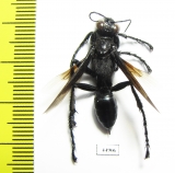 Hymenoptera sp.  Zambia - INSECTS-STORE.RU