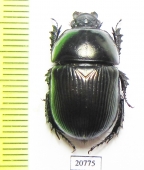 Geotrupes impressus  Kazakhstan - INSECTS-STORE.RU