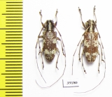 Cerambycidae sp.  China, Guangxi prov. - INSECTS-STORE.RU