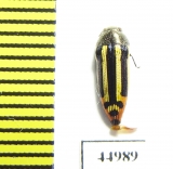 Buprestidae sp.  Zambia - INSECTS-STORE.RU