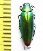 Chrysochroa fulminans  Indonesia, Java - INSECTS-STORE.RU