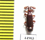 Paussinae sp.  Zambia - INSECTS-STORE.RU