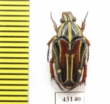 Ixorida regia bicolor  Indonesia, Kalimantan - INSECTS-STORE.RU