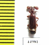 Paussinae sp.  Zambia - INSECTS-STORE.RU