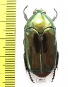 Agestrata orichalca augusta  Indonesia, Sulawesi - INSECTS-STORE.RU