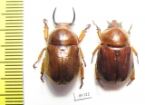 Didrepanephorus ohbayashii, pair  Laos - INSECTS-STORE.RU