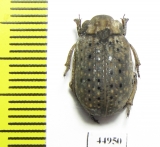 Trogidae sp.  Sierra Leone - INSECTS-STORE.RU