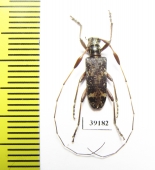 Cerambycidae sp.  China, Yunnan prov. - INSECTS-STORE.RU