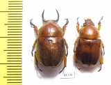 Didrepanephorus ohbayashii, pair  Laos - INSECTS-STORE.RU