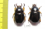 Didrepanephorus yunnanus, pair  Laos - INSECTS-STORE.RU