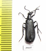 Meloidae sp.  Mexico - INSECTS-STORE.RU