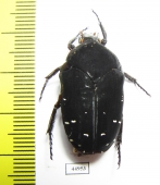 Stethodesma strachani  Sierra Leone - INSECTS-STORE.RU