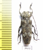 Cerambycidae sp.  China, Yunnan prov. - INSECTS-STORE.RU