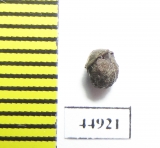 Besuchetostes jaccoudi?  Malaysia - INSECTS-STORE.RU