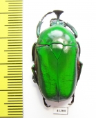 Trigonophorus rothschildi  Malaysia - INSECTS-STORE.RU