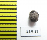 Besuchetostes jaccoudi?  Malaysia - INSECTS-STORE.RU