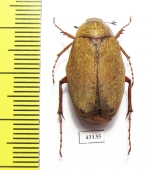 Melolonthinae sp.  Indonesia, Sumatra - INSECTS-STORE.RU