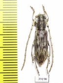 Cerambycidae sp.  China, Yunnan prov. - INSECTS-STORE.RU