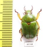 Kibakoganea yoshitomii  Laos   - INSECTS-STORE.RU