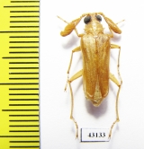 Microarthron komarowi, male  Uzbekistan - INSECTS-STORE.RU