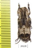 Cerambycidae sp.  China, Yunnan prov. - INSECTS-STORE.RU