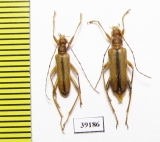 Pidonia sp., pair  China, Yunnan prov. - INSECTS-STORE.RU