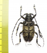 Moechotypa diphysis  Russia, Far East - INSECTS-STORE.RU