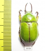 Kibakoganea sp.  Thailand - INSECTS-STORE.RU