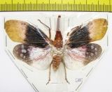 Pyrops sultani  Indonesia, Kalimantan - INSECTS-STORE.RU