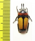 Dicheros bicornis malayanus  Malaysia - INSECTS-STORE.RU