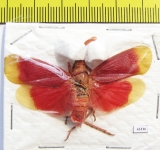 Pyrops hamdjahi  Indonesia, Peleng isl. - INSECTS-STORE.RU