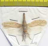 Zanna tapira  Indonesia, Java - INSECTS-STORE.RU