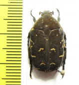 Protaetia anovittata  Philippines - INSECTS-STORE.RU