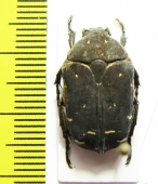 Protaetia anovittata  Philippines - INSECTS-STORE.RU