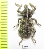 Brachyceridae sp.6  South Africa Rep. - INSECTS-STORE.RU