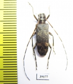 Cerambycidae sp.  China, Yunnan prov. - INSECTS-STORE.RU