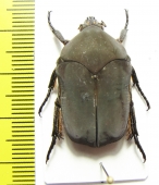 Allorrhina sp.  Peru - INSECTS-STORE.RU