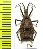 Hemiptera sp.  Indonesia, Kalimantan - INSECTS-STORE.RU