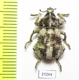 Brachyceridae sp.2  South Africa Rep. - INSECTS-STORE.RU