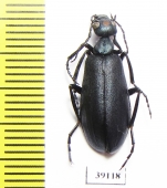 Cyaneolytta sp.  Senegal - INSECTS-STORE.RU