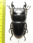 Dorcus alcides  Indonesia, Sumatra  60mm - INSECTS-STORE.RU