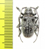 Cerambycidae sp.  Madagascar - INSECTS-STORE.RU