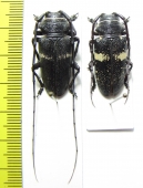 Zographus aulicus, pair  Congo - INSECTS-STORE.RU