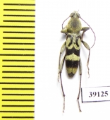 Chlorophorus sp.  China, Guangxi prov. - INSECTS-STORE.RU