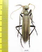 Meloidae sp.  Senegal - INSECTS-STORE.RU