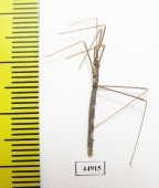 Hemiptera sp.  South Africa Rep. - INSECTS-STORE.RU