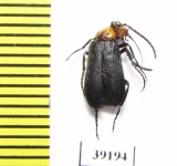 Nemognatha nemorensis  USA - INSECTS-STORE.RU